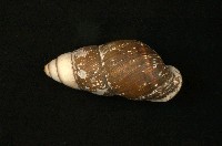 臺灣長蝸牛藏品圖，第1張